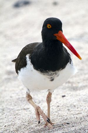 Punta Suarez, Espanola Island 065.jpg